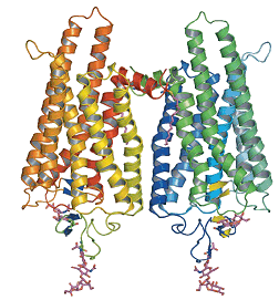 Rhodopsin - click for enlargement