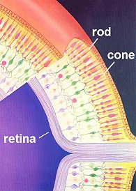 Rods and cones in the retina