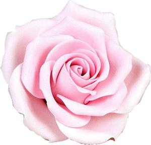 A pink rose