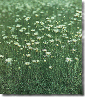 This picture was obtained from http://www.newafrica.com/pyrethrum/