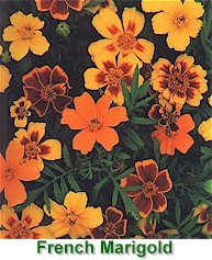 This picture was obtained from http://www.gardenguides.com/flowers/annuals/marigold.htm