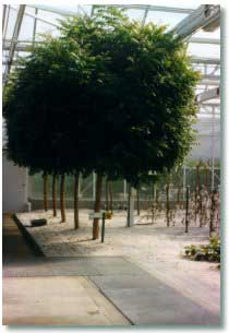 This picture was obtained from http://www.neemtreefarms.com/about.html