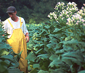 This picture was obtained from http://www.lsc.org/tobacco/farming/plant.html