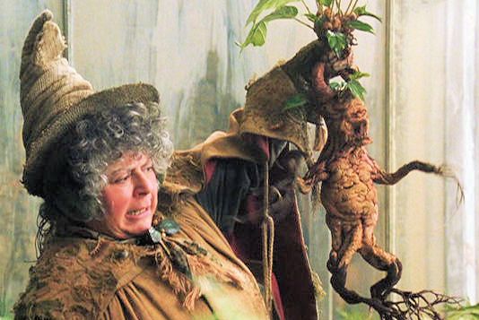 A 'mandrake root' in the movie Harry Potter and the Chamber of Secrets