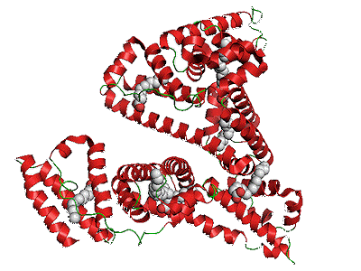 Structure of HSA