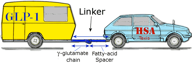 Car (HSA) towing a caravan (GLP-1)