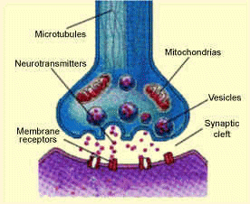 Taken from: http://www.thebrain.mcgill.ca/flash/i/i_01/i_01_m/i_01_m_ana/i_01_m_ana.html