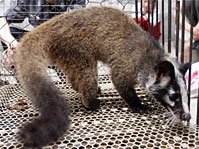 A civet cat - image from http://fray.slate.com/media/1/123125/123073/2093532/2093537/040106_CivetCat.jpg