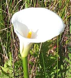 Zantedeschia aethiopica (L.) Spreng. - image from http://www.plantzafrica.com/plantwxyz/zantedeschaeth.htm