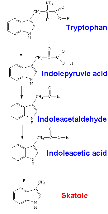 Skatole formation from tryptophan