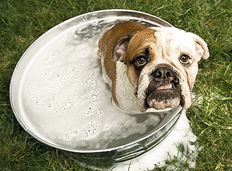 Cleaning the smell off a dog sprayed by skunk