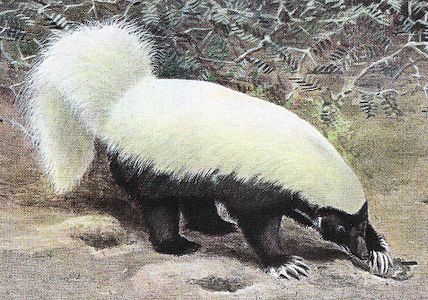 Hog-nosed skunk