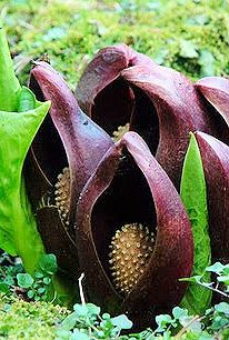 Skunk Cabbage