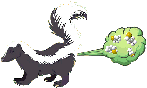 Spraying Skunk