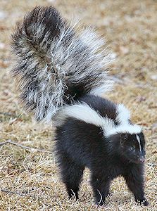 Striped skunk