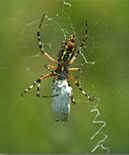 Garden spider with prey