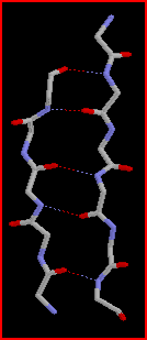 Hydrogen bonds in a beta sheet