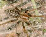 Tegenaria atrica