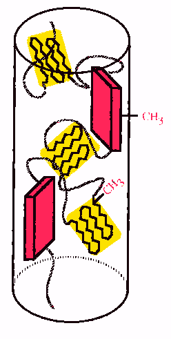 General structure of spider silk