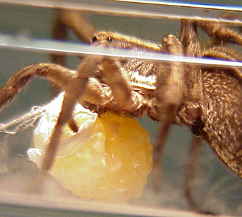 Wolf spider and eggs