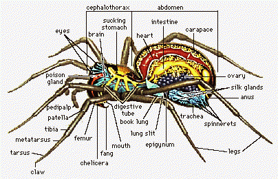 Spider's anatomy