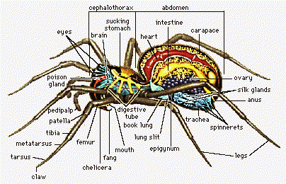 Spider Silk and Venom - Molecule of the Month - July 2002