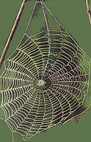 Orb web