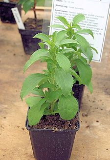 stevia-rebaudiana plant