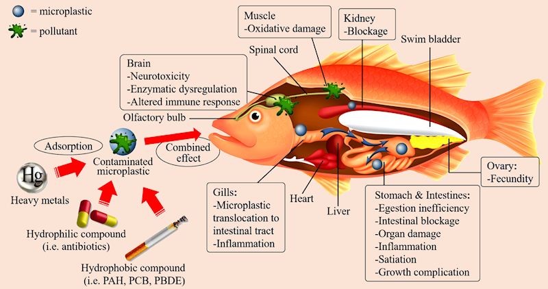 The ways microplastics can harm fish