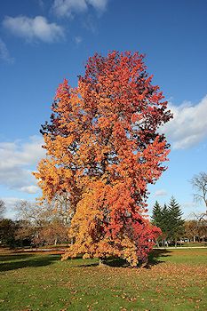 An American Sweetgum