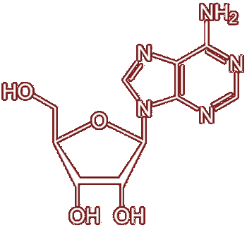 Adenosine