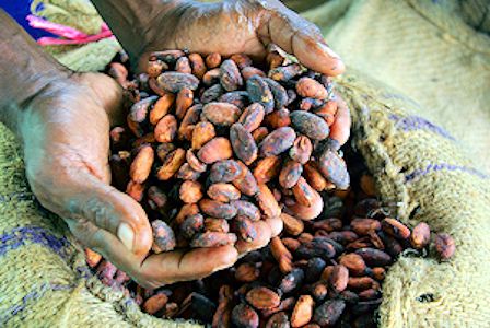 Cocoa beans