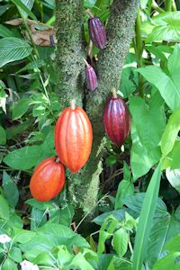 Cocoa pods