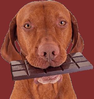 Dog with chocolate