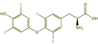 thyroxine