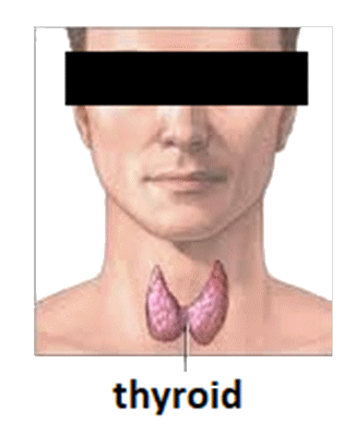 The thyroid gland