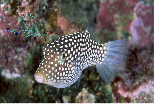 Pufferfish, from the Jim Christensen Collection