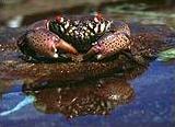 Red-eyed Xanthid crab