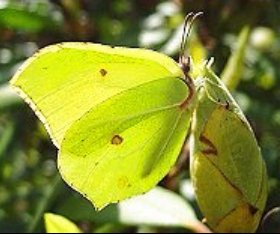 Brimstone butterly