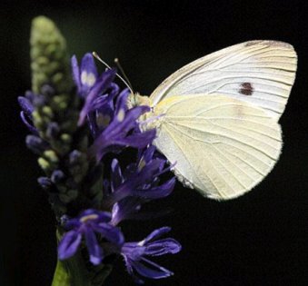 Cabbage white butterfly