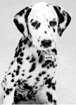 A dalmation dog - click for optical illusion