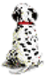 A dalmation puppy