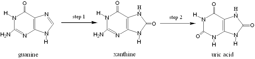 Metabolism of uric acid