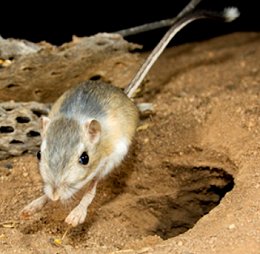 A kangaroo rat