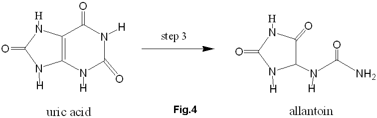 oxidation of uric acid