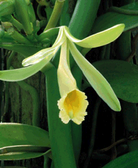 The Vanilla planifola orchid