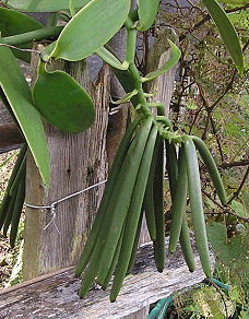 Vanilla beans