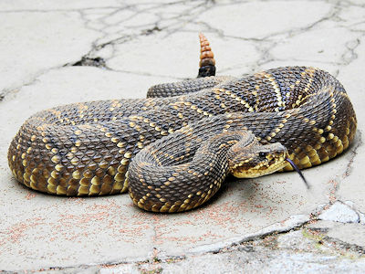 South American rattlesnake