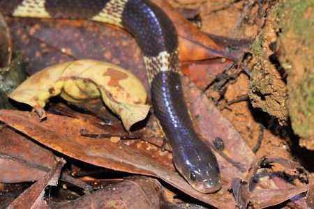 Many-banded krait