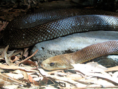 Coastal taipan